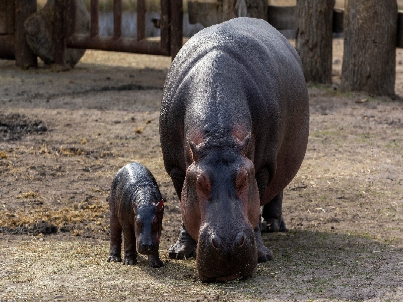 山大做试管怎样（女方健康做试管）
